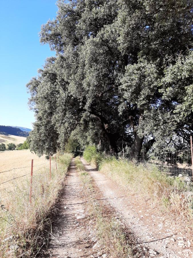 Huerta La Laja,Casa Grande Pensionat Ronda Eksteriør billede